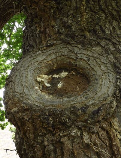 Subtle remnants of fallen fruit bodies on oak in Harlow, UK.